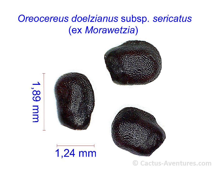 Oreocereus Morawetzia sericata2